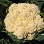 Cauliflower