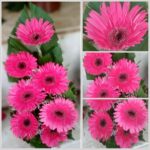 Majenta Pink Gerbera Flower Bouquet