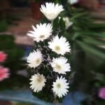 Gerbera Flower Bouquet