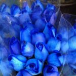 Elegant Blue Roses