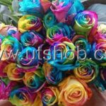 Real Rainbow Roses