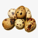 Quail eggs 24 Pieces