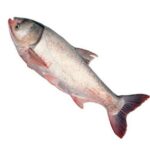 Silver Carp