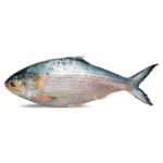 Hilsha Fish