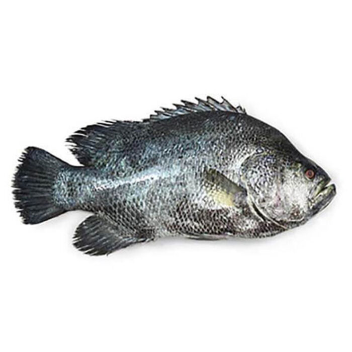 Koi Koral Fish (Sea) 1 Kg - Image 1