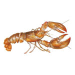 Lobster Fish Big (Sea) 1 Kg