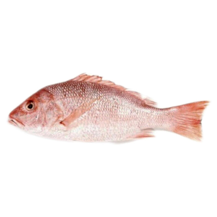 Redsnaper Fish Medium 1 Kg - Image 1