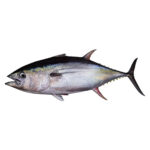 Thalapath Fish 1 Kg